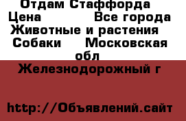 Отдам Стаффорда › Цена ­ 2 000 - Все города Животные и растения » Собаки   . Московская обл.,Железнодорожный г.